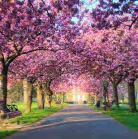 花園景觀