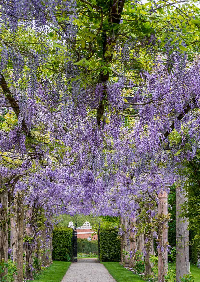 紫藤花園
